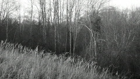 Grass on the hill Stock Footage 118430621