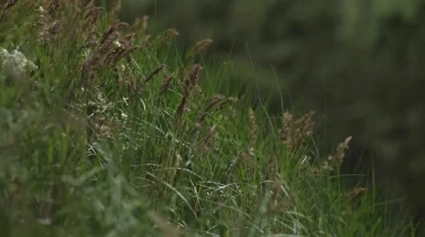 The grass on the hillside Video stock 50127884