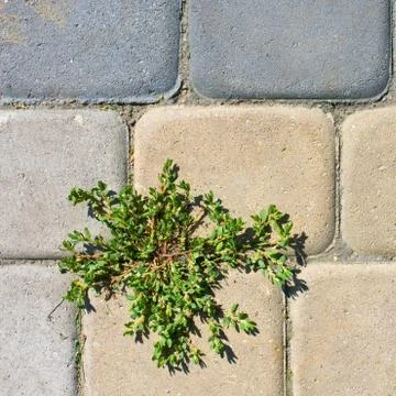 Grass in the holes of brick pattern Foto stock