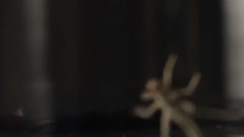 GRASS-HOPPER 1 Stock Footage 306763288