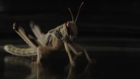 GRASS-HOPPER 2 Stock Footage 306763327