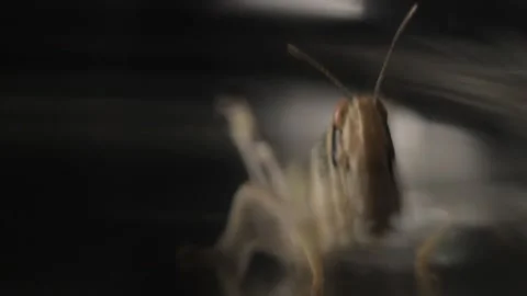 GRASS-HOPPER 3 Video stock 306763296