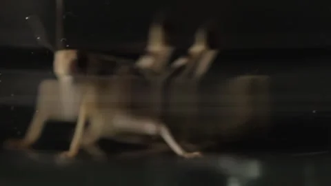 GRASS-HOPPER 4 Stock Footage 306763338