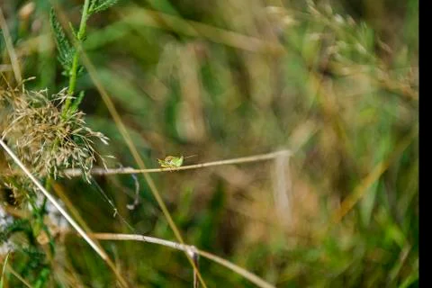 Grass hopper on a blade of grass Stock Photos