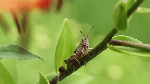 Grass hopper on branch Stock-Footage 51788455