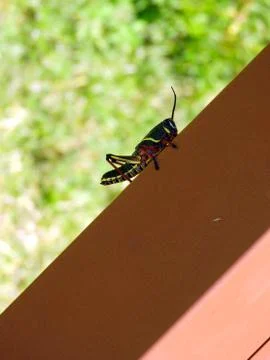 Grass Hopper Close Up Фото