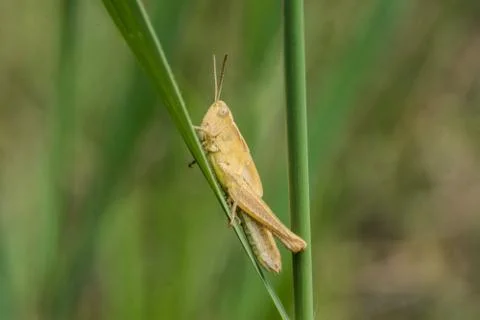 Grass hopper crawling up grass Stock Photos