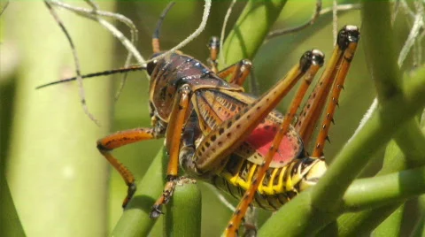 Grass Hopper Stock Footage 371465
