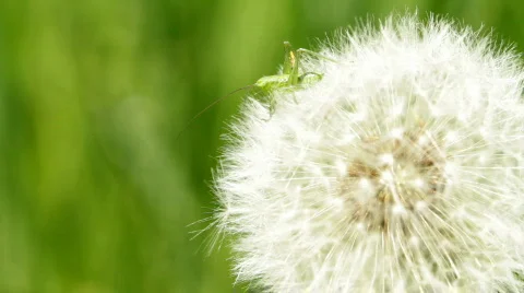 Grass hopper 動画素材 723508