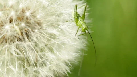 Grass hopper 스톡 동영상 732576