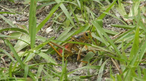 Grass Hopper Jump Stock Footage