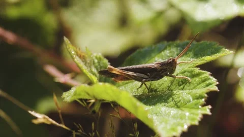 Grass hopper on a leaf, close-up Stock Footage 245944230