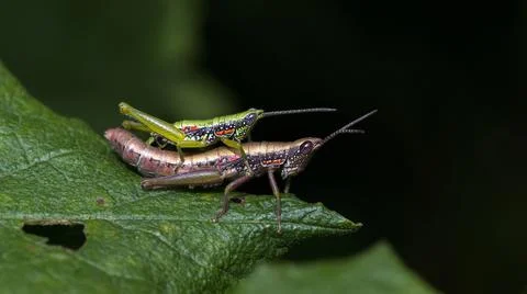 Grass hopper mating on edge of the leaf nature background macro closeup Stock Photos