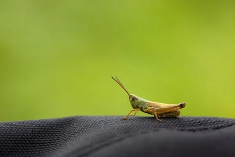 Grass-hopper Stock Photos