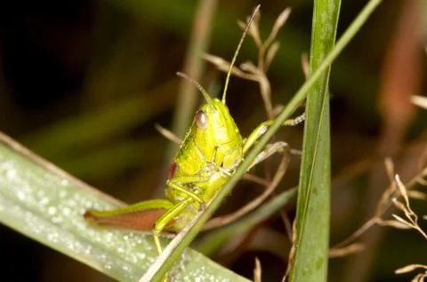 Grass-hopper Stock Photos