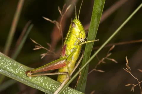 Grass-hopper Foto stock