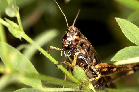 Grass-hopper Stock Photos