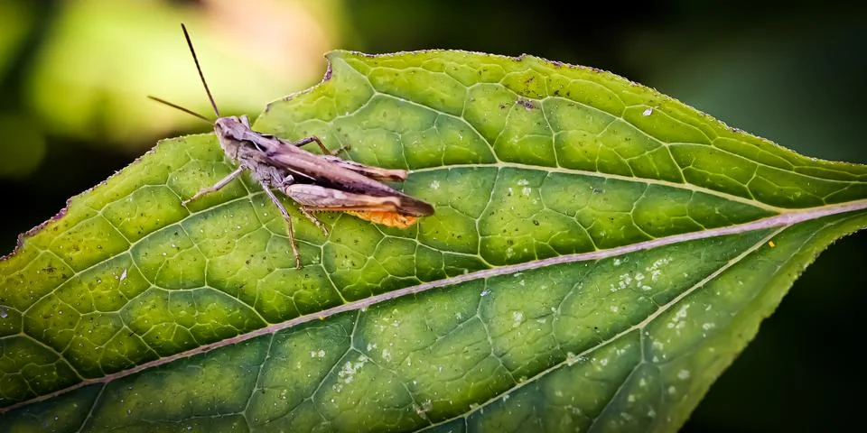 Grass Hopper Foto stock