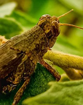 Grass Hopper Foto stock