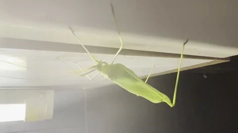 GRASS HOPPER WALKING ON. CEIILING. Stock Footage 202174978
