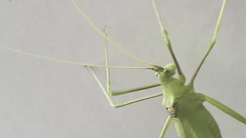 GRASS HOPPER WALKING ON. CEIILING Stock Footage 202175001