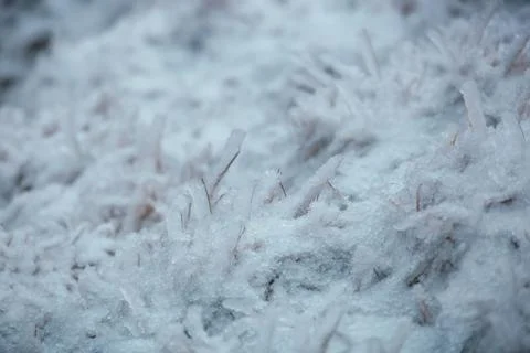 Grass in the ice close up. Stock Photos