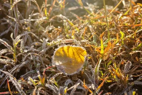 Grass in the ice close up. Stock Photos
