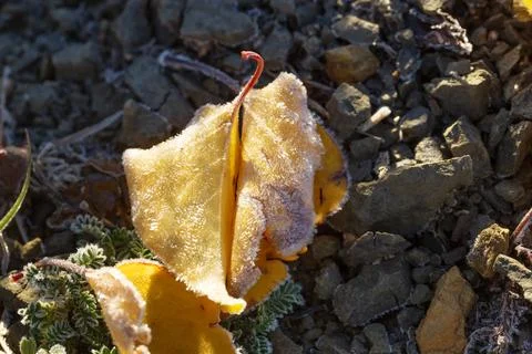 Grass in the ice close up. Foto stock