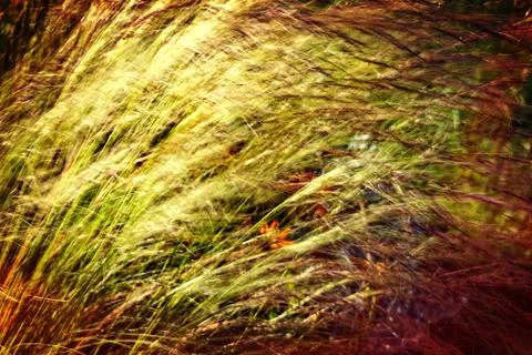Grass illuminated by the setting sun Stock Photos