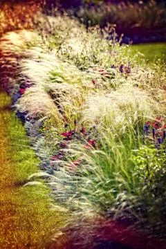 Grass illuminated by the setting sun Stock Photos