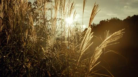 Grass Illuminated by Sunset Rays Photos