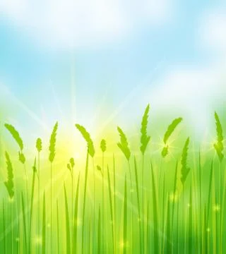 Grass Stock Illustration