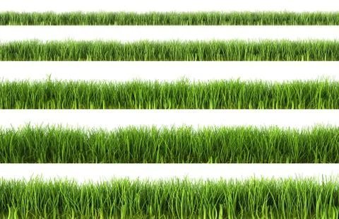 Grass Stock Illustration