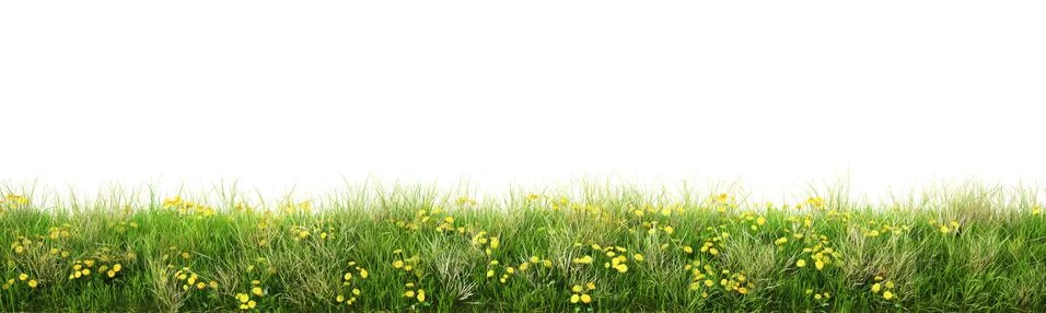 Grass Stock Illustration
