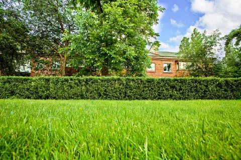 Grass Stock Illustration