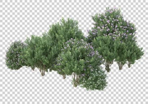 Grass Stock Illustration