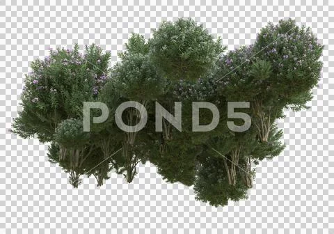 Grass Иллюстрация