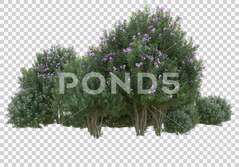 Grass 스톡 일러스트