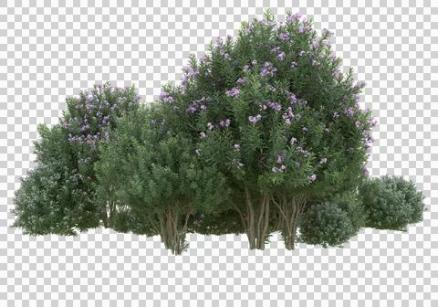 Grass Stock Illustration