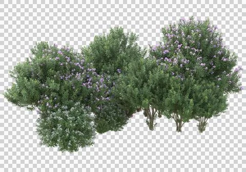 Grass Stock Illustration