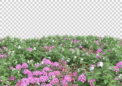 Grass Stock Illustration