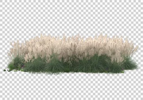 Grass Stock Illustration