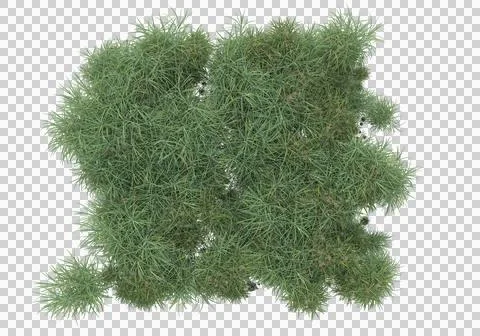 Grass Stock Illustration