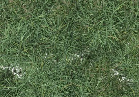 Grass Stock Illustration