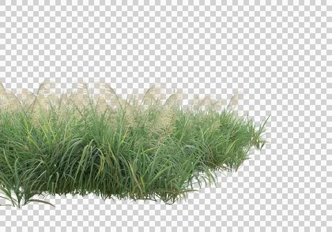Grass Stock Illustration