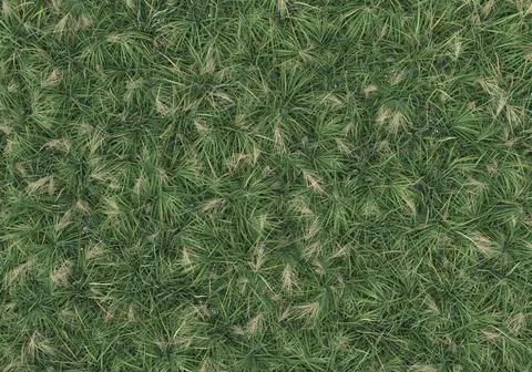 Grass Stock Illustration