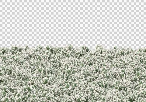 Grass Stock Illustration