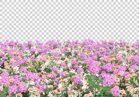 Grass Stock Illustration