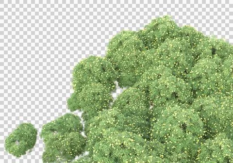 Grass Ilustración de archivo