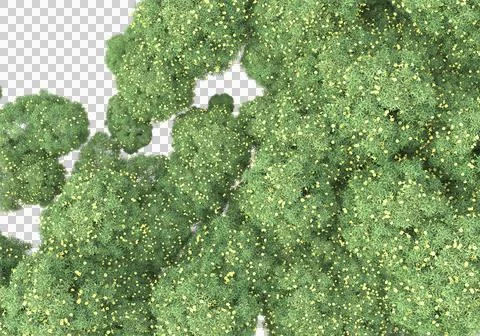 Grass Stock Illustration